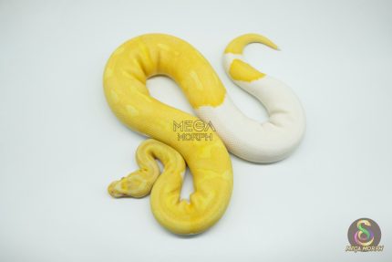 4423 0.1 ALBINO PIEBALD SUPER HIGH CONTRAST