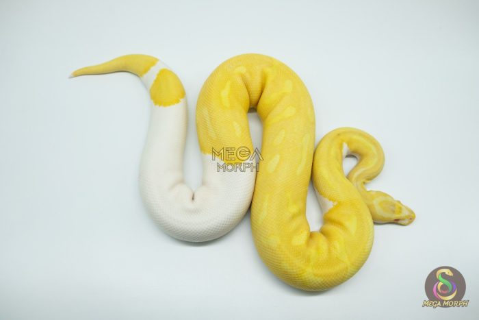 4423 0.1 ALBINO PIEBALD SUPER HIGH CONTRAST - Image 2