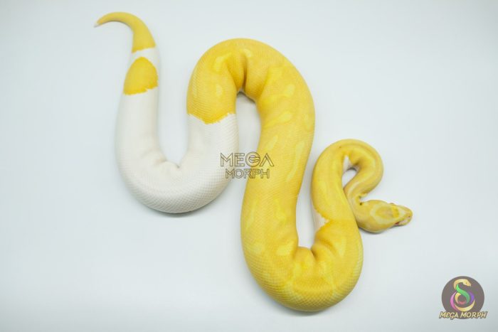 4423 0.1 ALBINO PIEBALD SUPER HIGH CONTRAST - Image 3