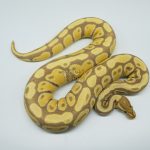 4432 0.1 BANANA HET CLOWN