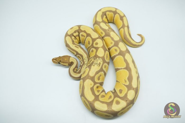 4432 0.1 BANANA HET CLOWN - Image 2