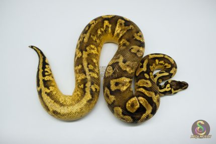 4439 0.1 PASTEL CALICO YELLOWBELLY WINDOW PARADOX