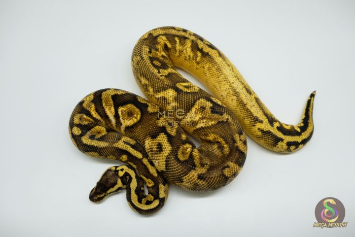 4439 0.1 PASTEL CALICO YELLOWBELLY WINDOW PARADOX - Image 2