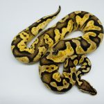 4440 0.1 PASTEL CALICO HET CLOWN PARADOX