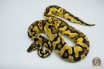 4440 0.1 PASTEL CALICO HET CLOWN PARADOX - Image 2