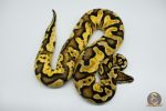 4440 0.1 PASTEL CALICO HET CLOWN PARADOX - Image 3