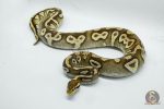 4456 1.0 BLACKHEAD PASTAVE POSSIBLE YELLOW BELLY