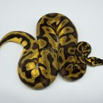 4459 0.1 PASTEL ENCHI LEOPARD YELLOW BELLY OR ASPHALT