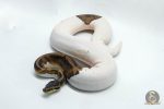 4501 1.0 PIEBALD HET CLOWN