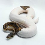 4501 1.0 PIEBALD HET CLOWN