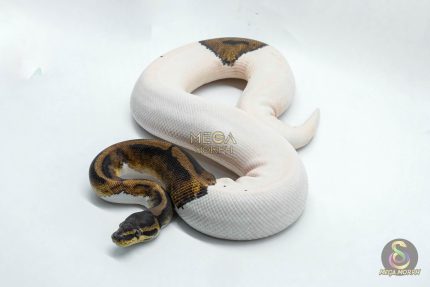 4501 1.0 PIEBALD HET CLOWN
