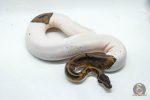 4501 1.0 PIEBALD HET CLOWN - Image 2