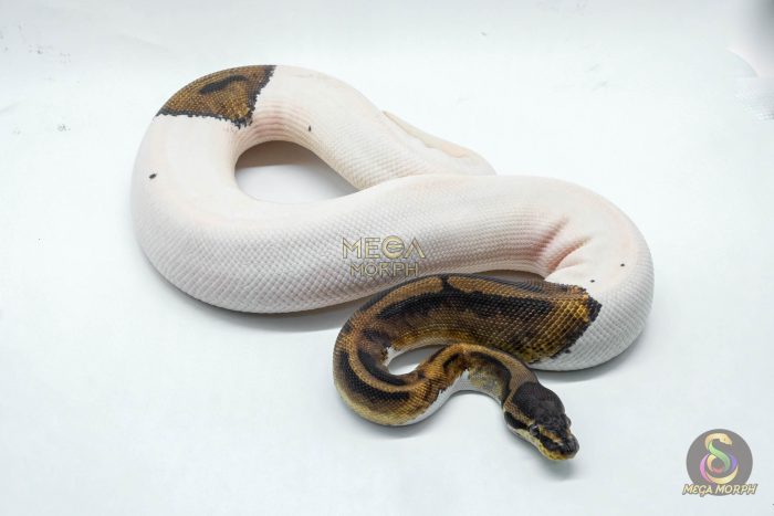 4501-2-1.jpg 4501 1.0 PIEBALD HET CLOWN - Image 2