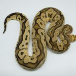 4511 1.0 FIRE YELLOW BELLY CLOWN