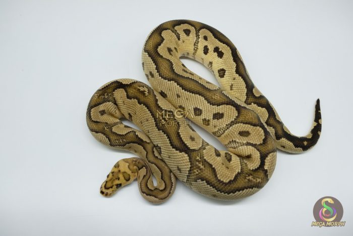 4511 1.0 FIRE YELLOW BELLY CLOWN - Image 3