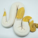 4523 0.1 BANANA MAHOGANY PIEBALD