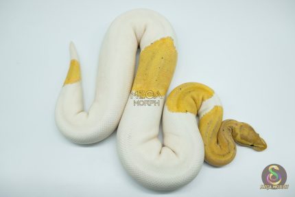 4523 0.1 BANANA MAHOGANY PIEBALD