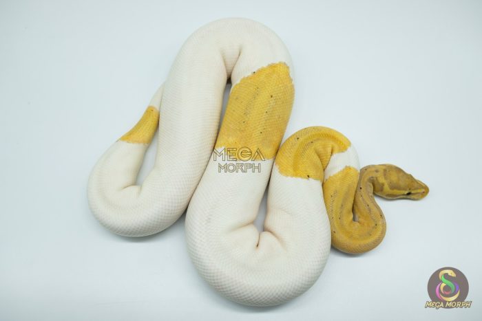 4523 0.1 BANANA MAHOGANY PIEBALD - Image 2