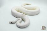 4524 1.0 IVORY FIREFLY LEOPARD