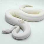 4524 1.0 IVORY FIREFLY LEOPARD