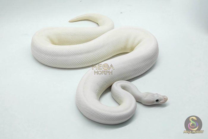 4524 1.0 IVORY FIREFLY LEOPARD - Image 2