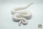 4524 1.0 IVORY FIREFLY LEOPARD - Image 3