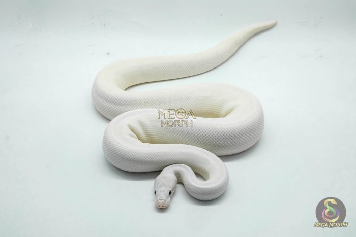 4524 1.0 IVORY FIREFLY LEOPARD - Image 3