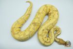 4525 0.1 BANANA HET CLOWN - Image 2