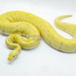4527 0.1 BANANA CINNAMON ENCHI