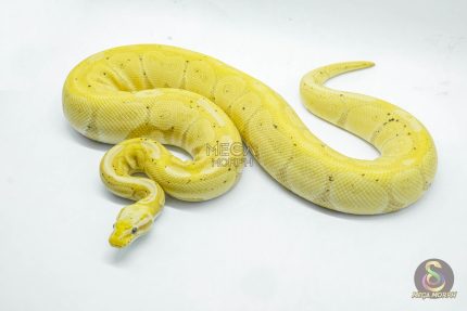 4527 0.1 BANANA CINNAMON ENCHI