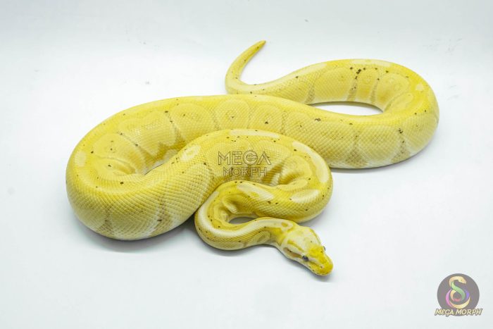 4527 0.1 BANANA CINNAMON ENCHI - Image 2
