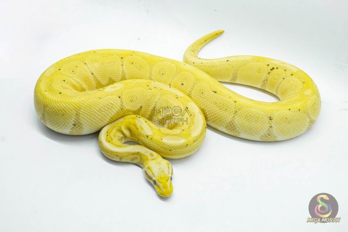 4527 0.1 BANANA CINNAMON ENCHI - Image 3