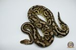 4532 0.1 PEWTER HET CLOWN - Image 3