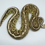 4533 0.1 FIRE PEWTER HET CLOWN