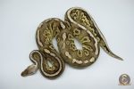 4533 0.1 FIRE PEWTER HET CLOWN - Image 3