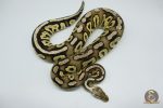 4534 0.1 FIRE PEWTER HET CLOWN
