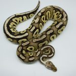 4534 0.1 FIRE PEWTER HET CLOWN