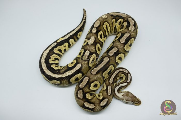 4534 0.1 FIRE PEWTER HET CLOWN - Image 2