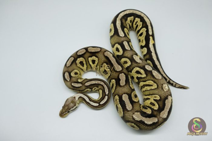 4534 0.1 FIRE PEWTER HET CLOWN - Image 3