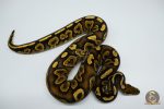 4545 1.0 BLACK PASTEL MAHOGANY YELLOW BELLY - Image 2