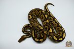 4545 1.0 BLACK PASTEL MAHOGANY YELLOW BELLY - Image 3