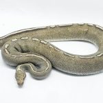 4563 0.1 FIRE ENCHI GHI FREEWAY