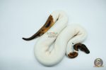 4576 0.1 ORANGE DREAM LEOPARD PIEBALD