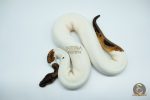 4576 0.1 ORANGE DREAM LEOPARD PIEBALD - Image 2