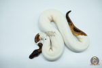 4576 0.1 ORANGE DREAM LEOPARD PIEBALD - Image 3