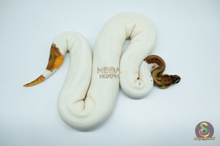 4577 0.1 ORANGE DREAM LEOPARD PIEBALD POSSIBLE PASTEL - Image 2