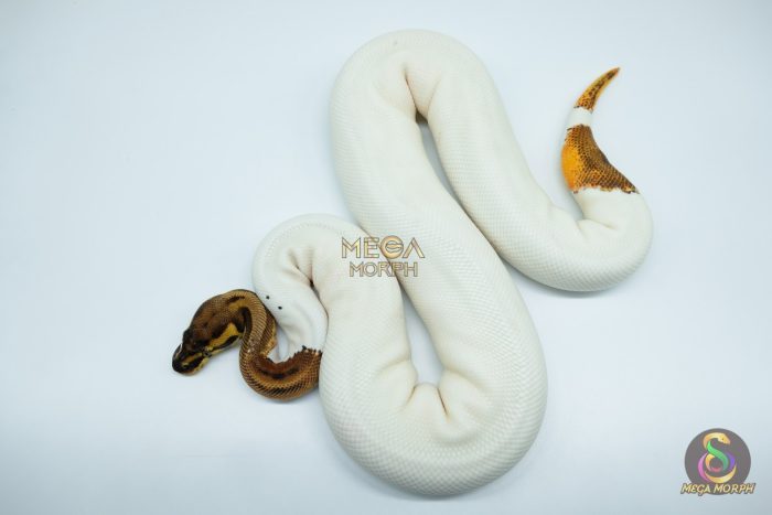 4577 0.1 ORANGE DREAM LEOPARD PIEBALD POSSIBLE PASTEL - Image 3