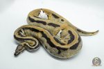 4585 0.1 ORANGE DREAM PIEBALD