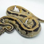 4585 0.1 ORANGE DREAM PIEBALD