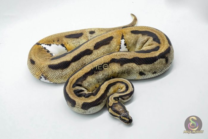 4585 0.1 ORANGE DREAM PIEBALD - Image 2